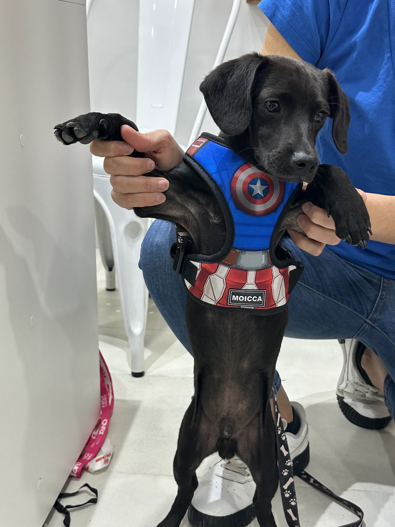 Atención con cariño en Club Mascotas
